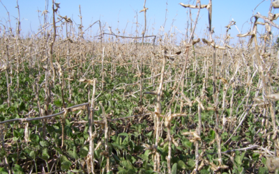 Soluciones para los vaivenes del clima en el campo de La Segunda