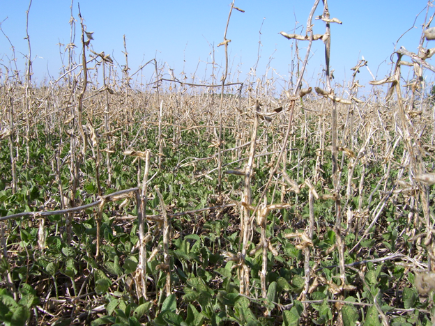 Soluciones para los vaivenes del clima en el campo de La Segunda