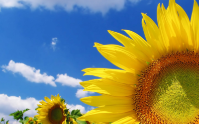 Un pool de aseguradoras desarrolló un Programa de Seguro Multirriesgo para la provincia de Chaco