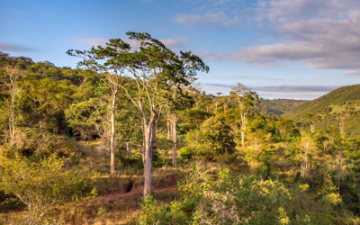 Zurich patrocinará la reforestación del Bosque Atlántico en Brasil