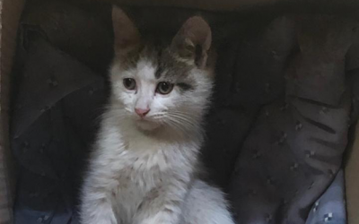 MetLife implementó un programa para que sus colaboradores transiten y adopten perros y gatos en situación de calle