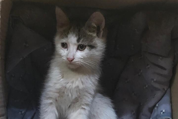 MetLife implementó un programa para que sus colaboradores transiten y adopten perros y gatos en situación de calle