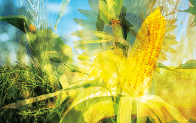 ADIRA pone el eje en la necesidad de contar con un seguro agrícola integral