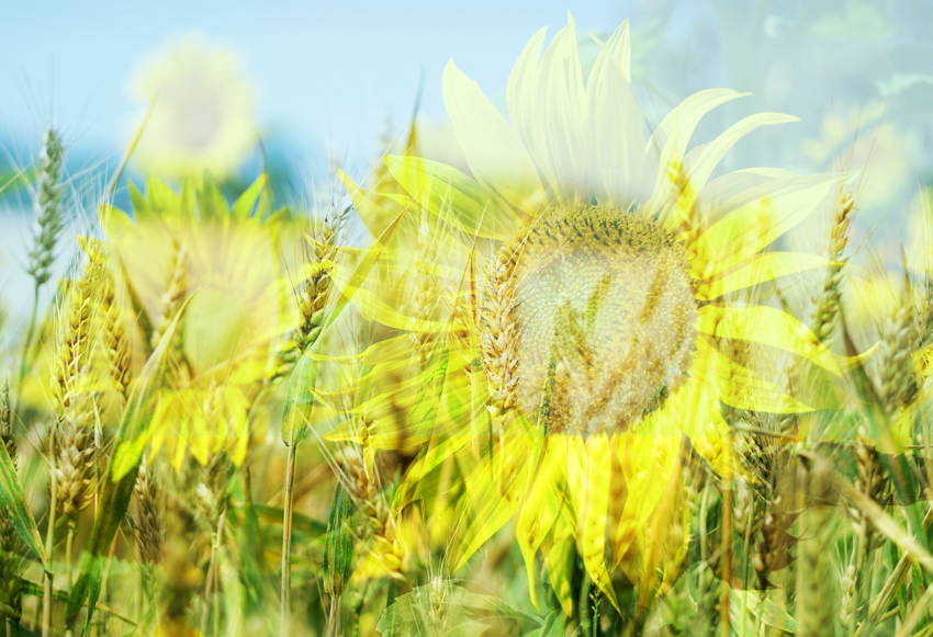 Campaña Agrícola 2021-2022: Buena Fina, con sequía en Gruesa