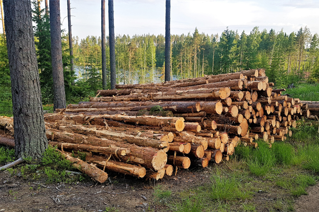 Industria forestal: Menos del 30% de los bosques productivos tienen cobertura frente a los efectos del cambio climático en Argentina