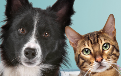 Zurich incluye nuevos beneficios a la cobertura adicional de Mascotas en sus Seguros de Hogar