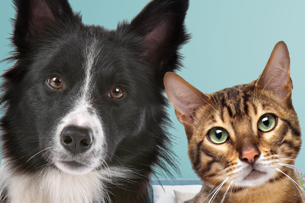 Zurich incluye nuevos beneficios a la cobertura adicional de Mascotas en sus Seguros de Hogar