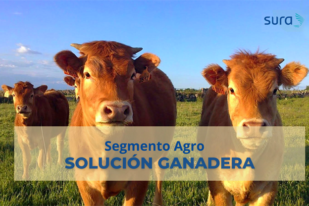 Seguros SURA lanza una solución innovadora para el sector ganadero