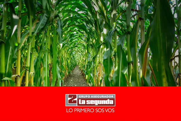 Ante un escenario de incertidumbre climática, La Segunda se posiciona una vez más como un aliado estratégico del productor