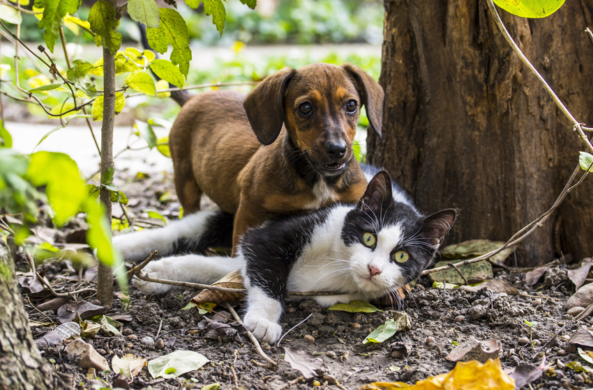 Seguros para Mascotas, una necesidad cada vez más latente