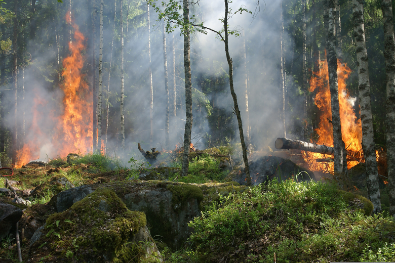 Los incendios forestales podrán aumentar un 30% para 2050