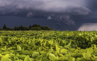 Arranca la campaña gruesa con mejores expectativas climáticas
