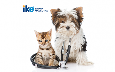 Argentina está entre los países más mascoteros del mundo en donde el 80% de los hogares tienen una mascota