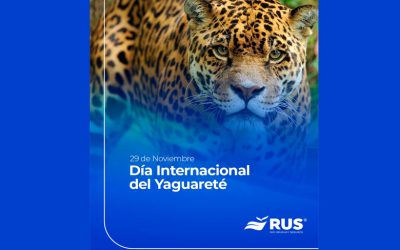 Seguro de protección del yaguareté: una herramienta inédita para frenar su extinción