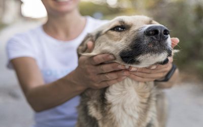 Día del animal: El cuidado no es un día, es todos los días