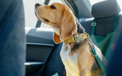 ¿Tu mascota viaja segura? Un guía para evitar accidentes y multas en la ruta.